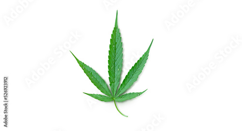 cannabis leaf with water droplets isolated on white background