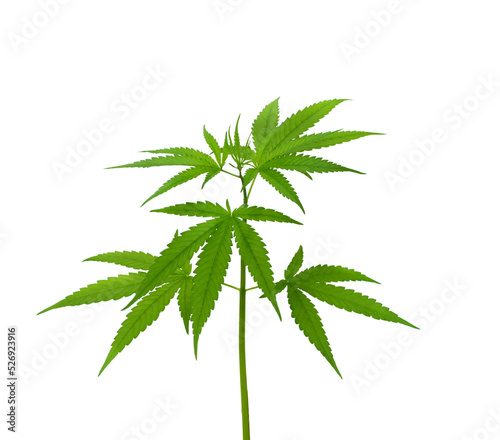 cannabis plant isolated on a white background