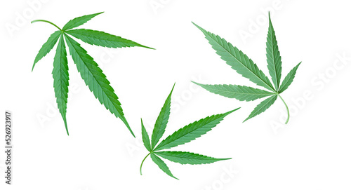 cannabis leaf isolated on a white background
