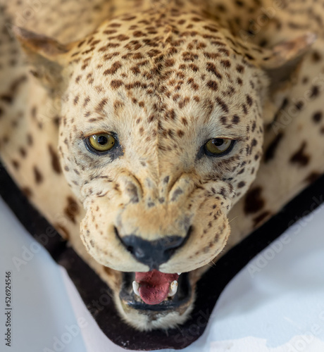 Head of stuffed leopard on floor