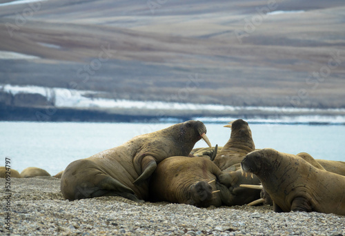 Walrus colony lying on the shore. Arctic landscape against blurred background. Nordaustlandet, Svalbard, Norway photo