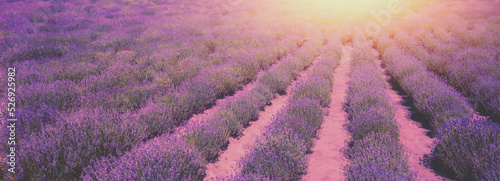 Blossoming lavender field. Nature background. Horizontal banner