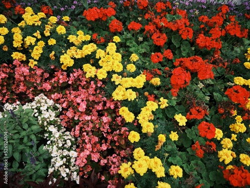 Wallpaper Mural Flower carpet in a health resort, Ciechocinek, Poland. Torontodigital.ca