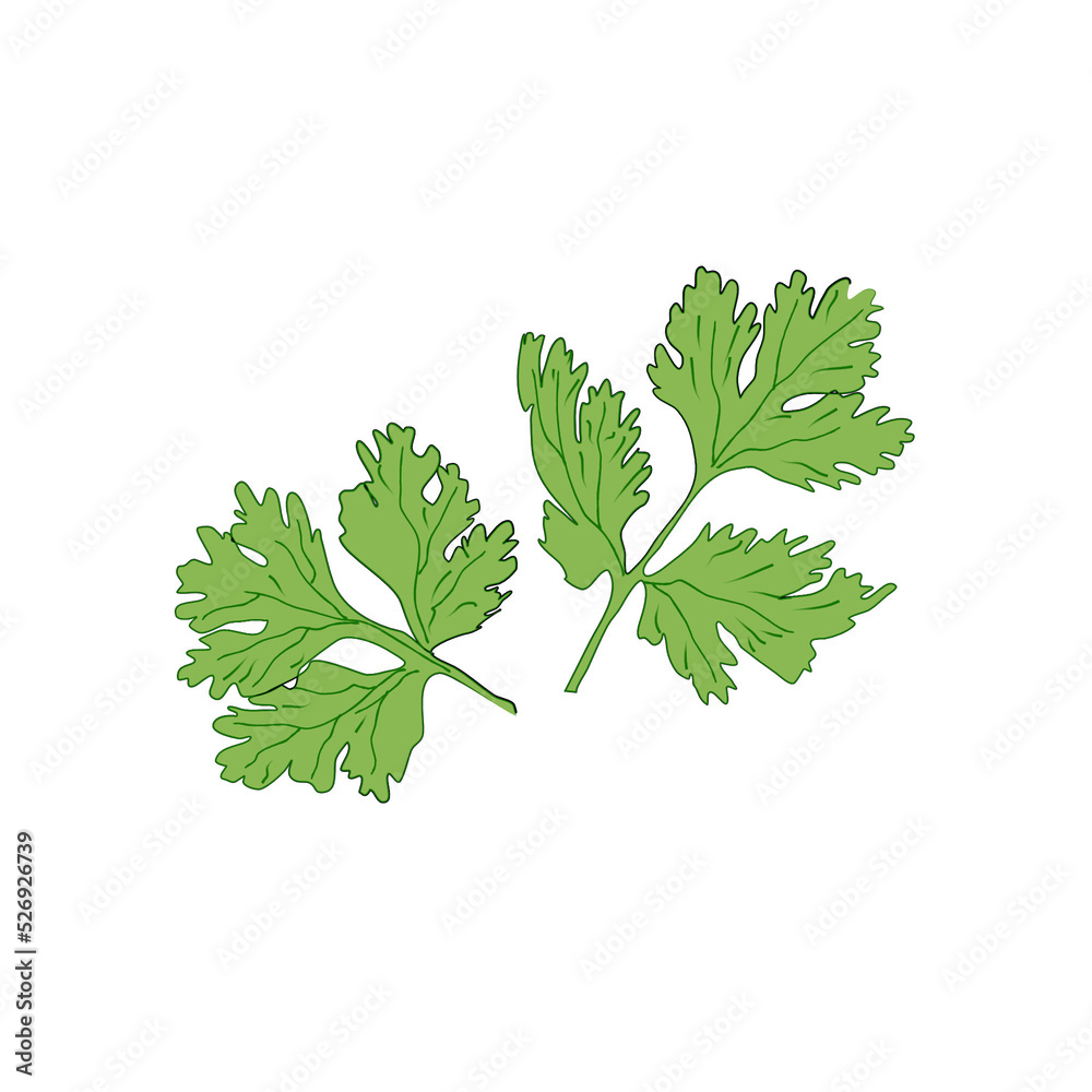 parsley isolated on transparent background parsley isolated on transparent background