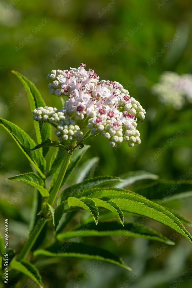 Black danewort Sambucus ebulus berries close-up. Blooming danewort, dwarf elderberry or elderwort, Sambucus ebulus Black danewort Sambucus ebulus berries close-up. Blooming danewort, dwarf elderberry or elderwort, Sambucus ebulus
