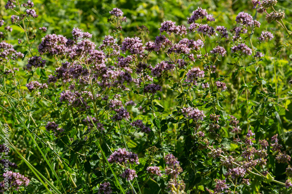 Close up view of pinc and lilac flowerheads of blooming oregano, origanum vulgare. Selected focus, blurred background