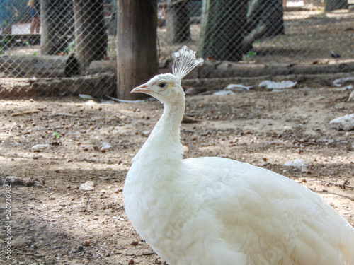 white peahen at the Zoo Nyíregyháza, Hungary, in summer