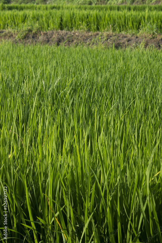 close up summer Green rice field. close up summer Green rice field.