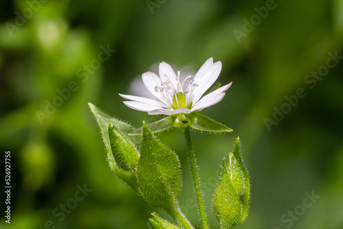Myosoton aquaticum, plant with small white flower known as water chickweed or giant chickweed on green blurred background photo