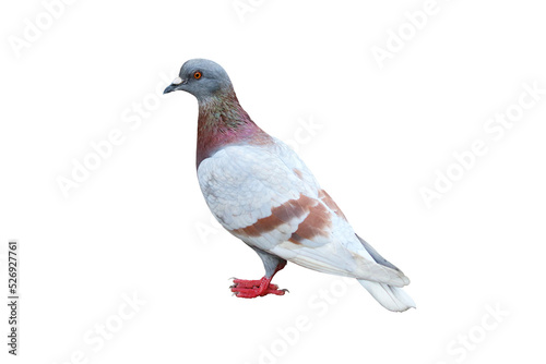 Pigeon standing isolated on white background.