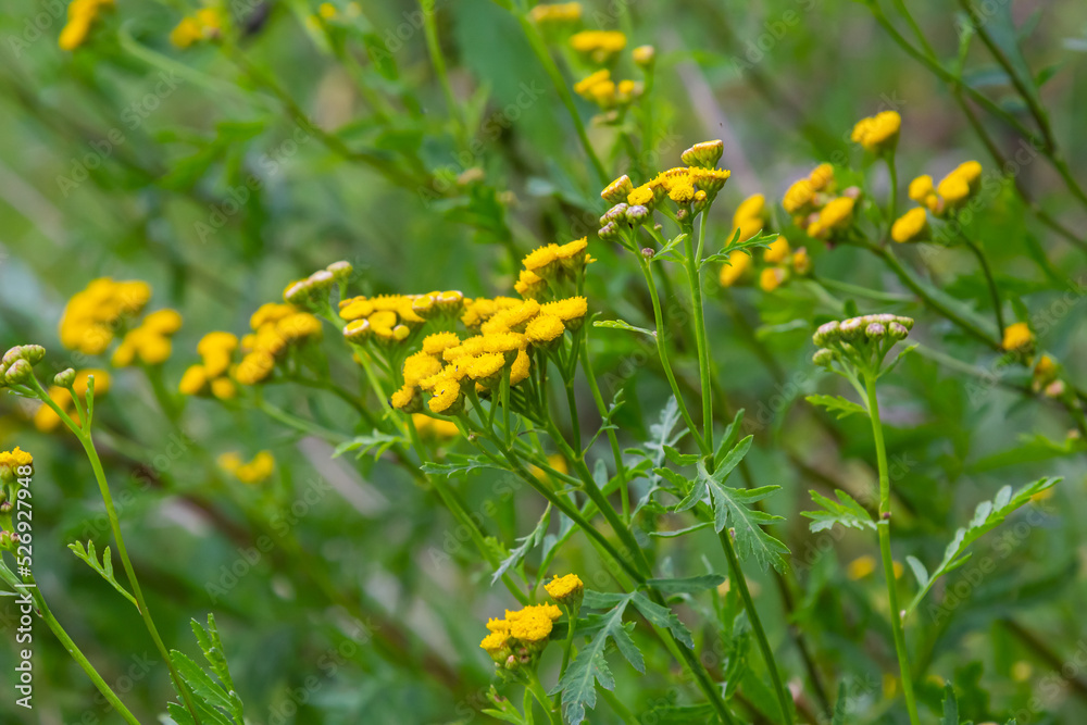 Tansy flowers Tanacetum vulgare Genus of perennial herbaceous plants and shrubs of the family Asteraceae Tansy flowers Tanacetum vulgare Genus of perennial herbaceous plants and shrubs of the family Asteraceae