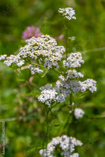 Yarrow common, flowers of a medicinal plant. Raw materials for the medical industry