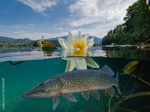 Pike in lake Bled