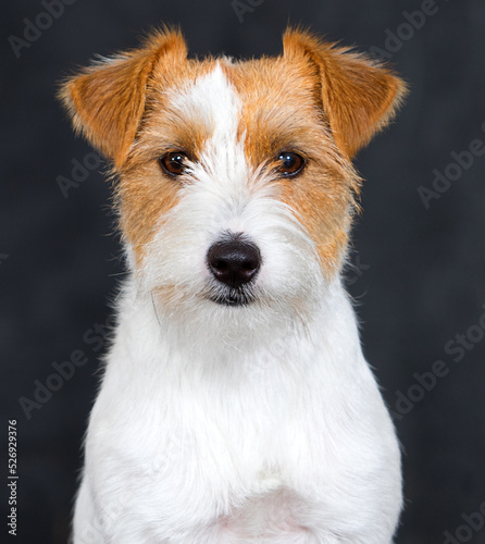 face dog breed Jack Russell