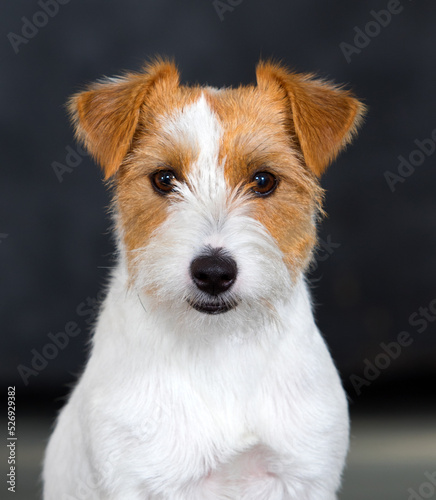 face dog breed Jack Russell
