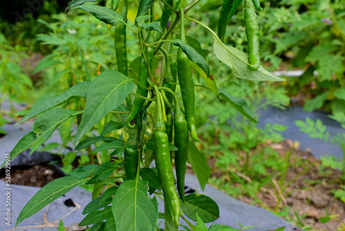 Chili in an organic garden, Green chilli plant