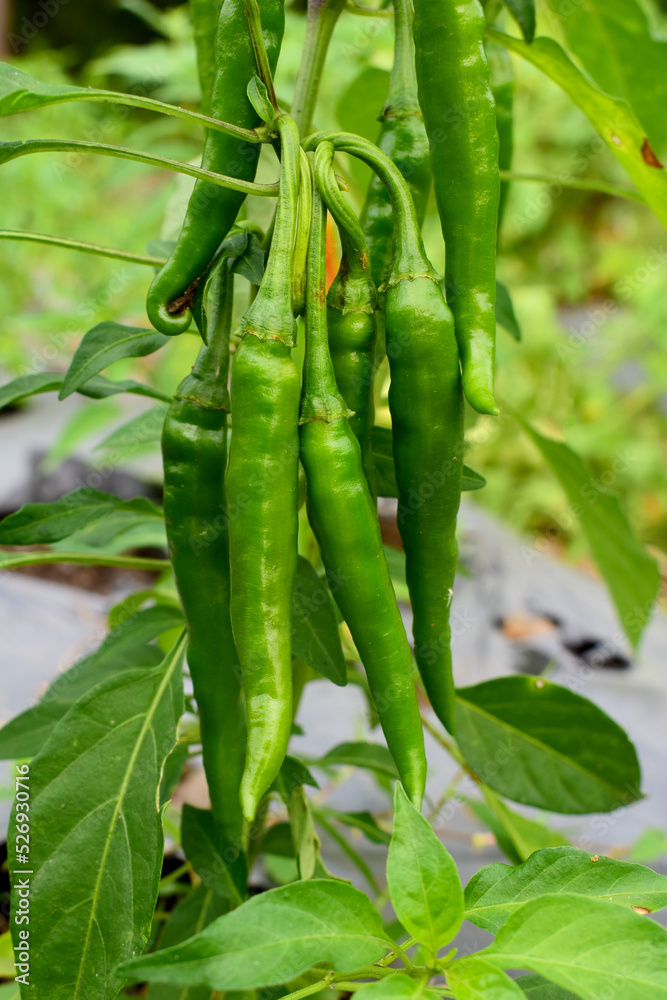 Chili in an organic garden, Green chilli plant Chili in an organic garden, Green chilli plant