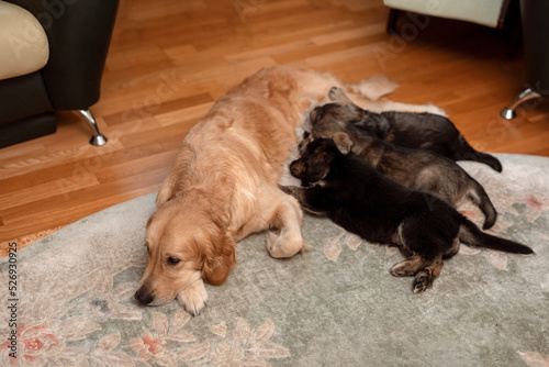 Dog mom feeding her puppies in the room on the carpet. Puppies eat mother's milk. Golden retriever