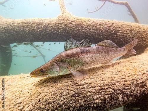 Zander in lake Bled Slovenia