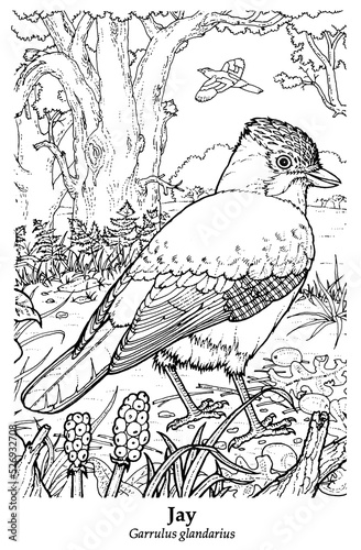 Jay. Garrulus glandarius. British resident, widespread in England and Wales, parts of Scotland and most of Ireland. Found in woodlands - especially oakwood - and in areas with scattered trees.