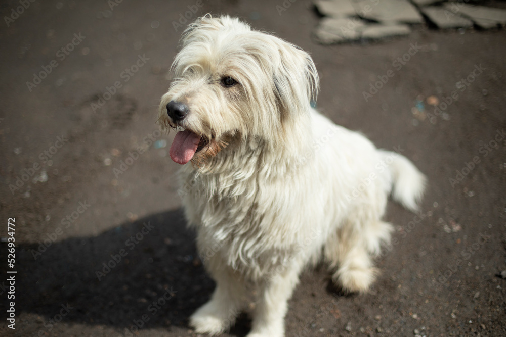 Dog with thick white coat. Animal on street in city.