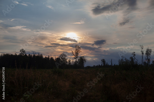 Tree in forest. Forest landscape. Beauty of nature. Clouds in sky. Details of nature.