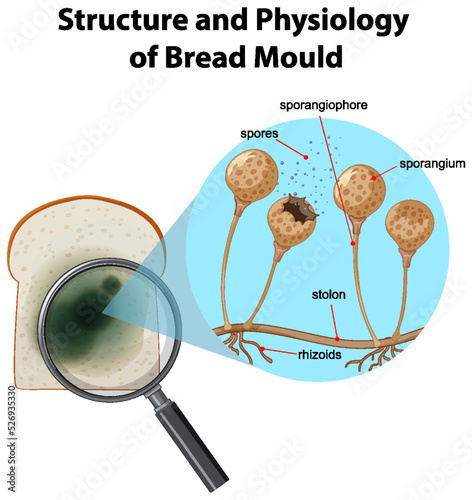 Structure and Physiology of bread mold