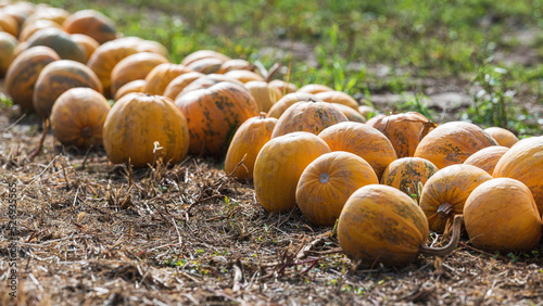 Herbstzeit- Kürbiszeit: orange leuchtende Kürbisse aufgereiht zum ernten auf einem Feld - Halloween-Cucurbita