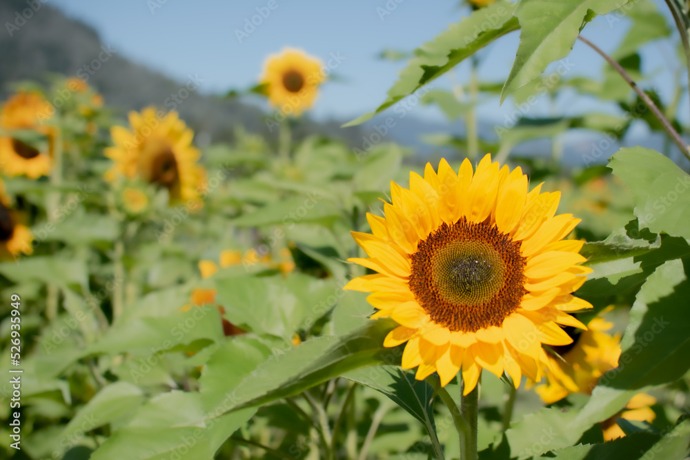 Sunflower_field Sunflower_field