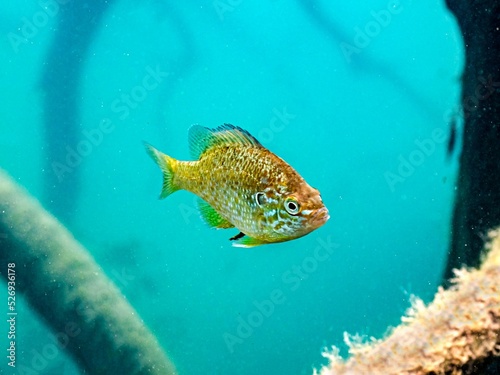 Golden perch in lake Bled