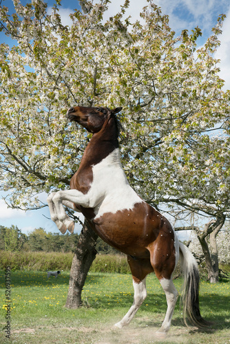 Brown and white skewbald horse rearing at sunny spring tree
