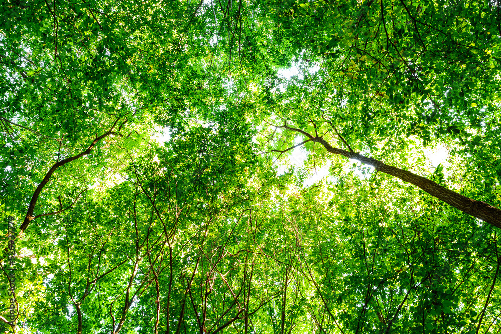 summer forest trees. nature green wood sunlight backgrounds summer forest trees. nature green wood sunlight backgrounds