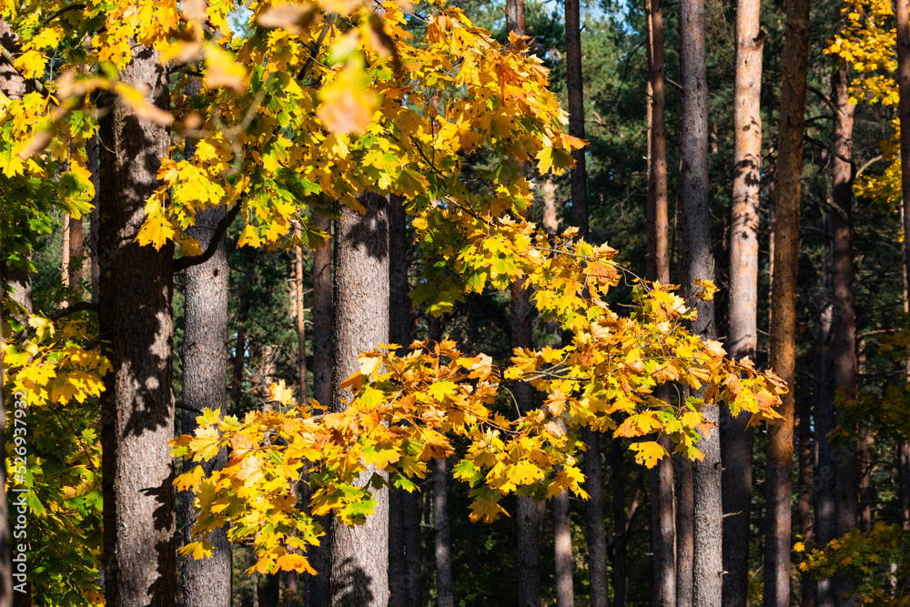 Fototapeta premium Maple tree with bright highlighted leaves in the forest.
