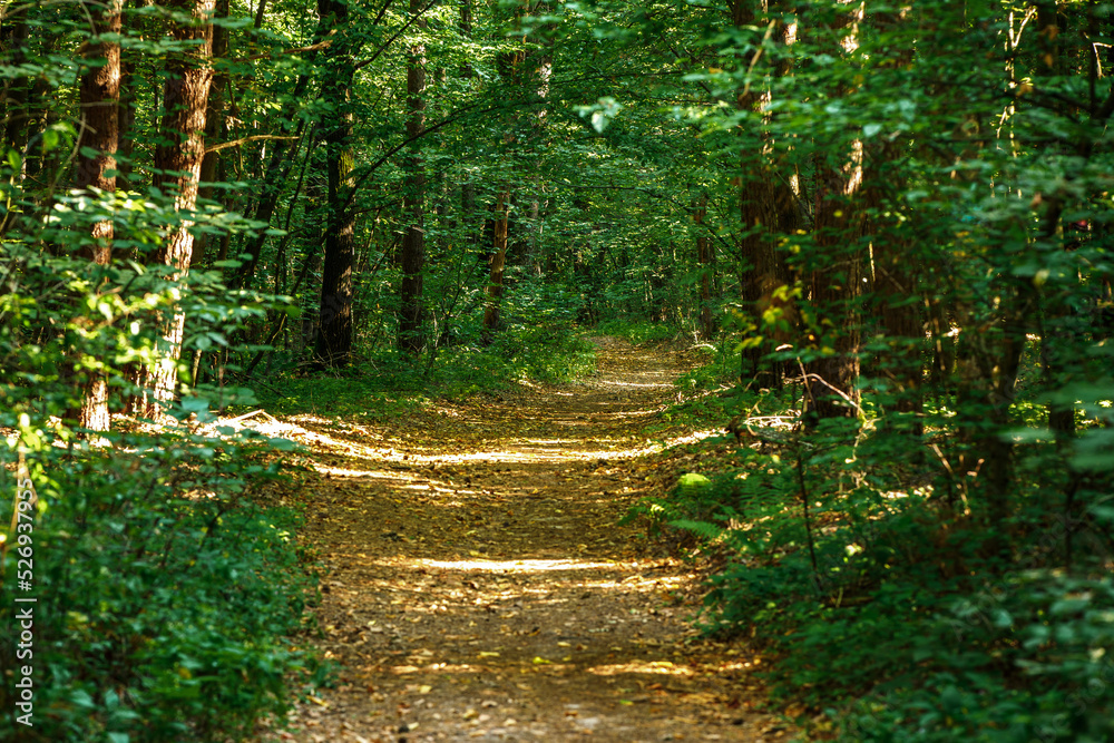 summer forest trees. nature green wood sunlight backgrounds summer forest trees. nature green wood sunlight backgrounds