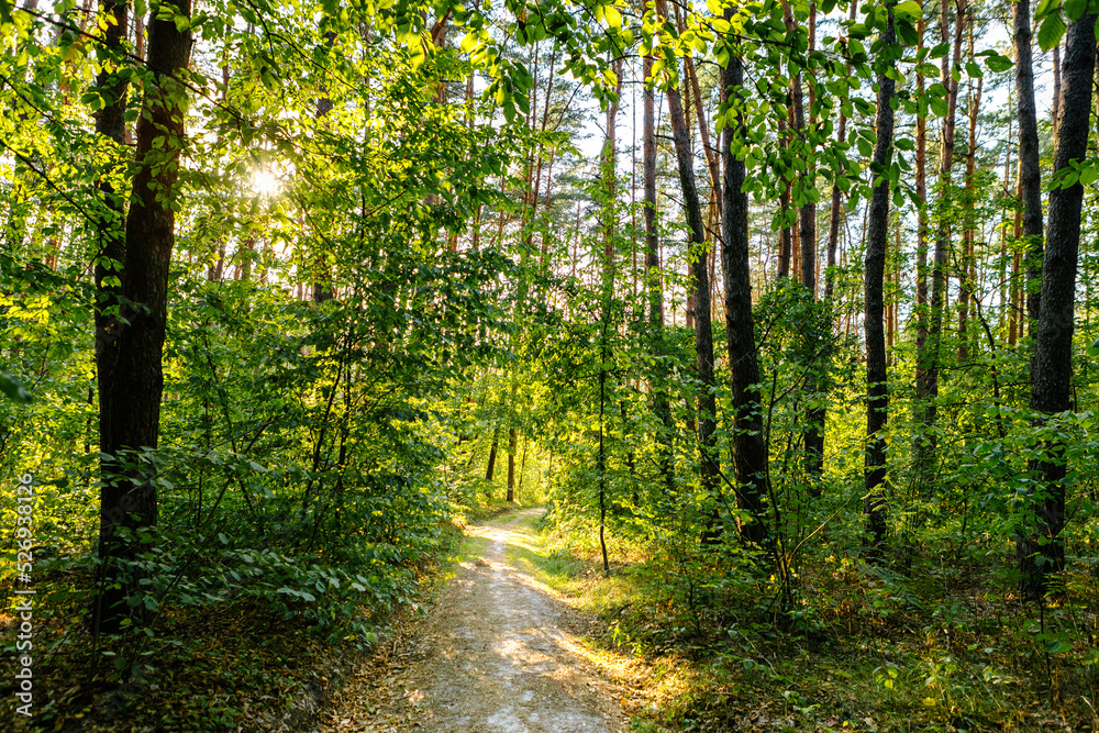 Fototapeta premium summer forest trees. nature green wood sunlight backgrounds