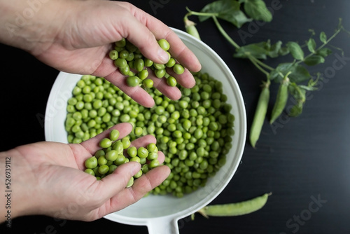 Preparation and processing of harvested homemade organic green peas in pods and shelled