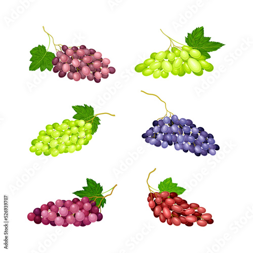 Clusters of Grape with Crimson, Red and Green Berries Vector Set photo