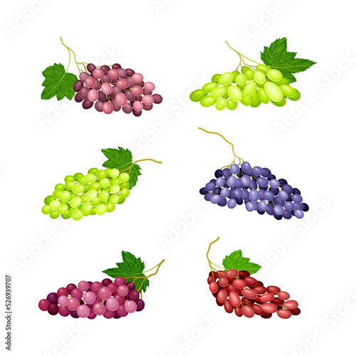 Clusters of Grape with Crimson, Red and Green Berries Vector Set