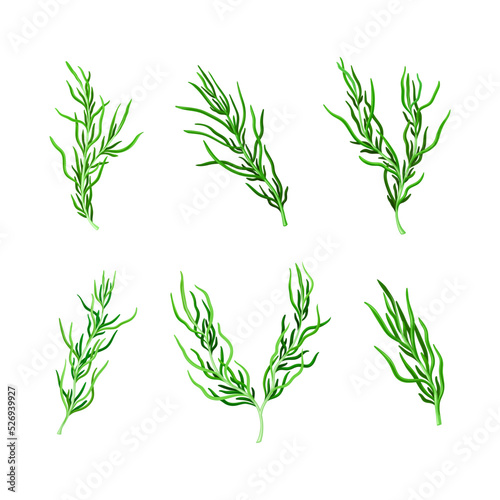 Green Hijiki Seaweed or Sargassum as Sea Vegetable Vector Set