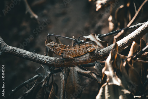 Stock images of a species of garden lizard outdoors in India. photo