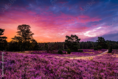 Purple heather awakening During Sunrise - Lüneburger Heide, Büsenbachtal, Handeloh 