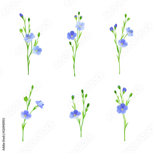 Flax or Linseed as Cultivated Flowering Plant Species with Pale Blue Flowers on Stem Vector Set © Happypictures