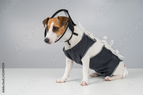 Dog jack russell terrier in a blanket and a conical collar after surgery on a gray background. Copy space.  © Михаил Решетников