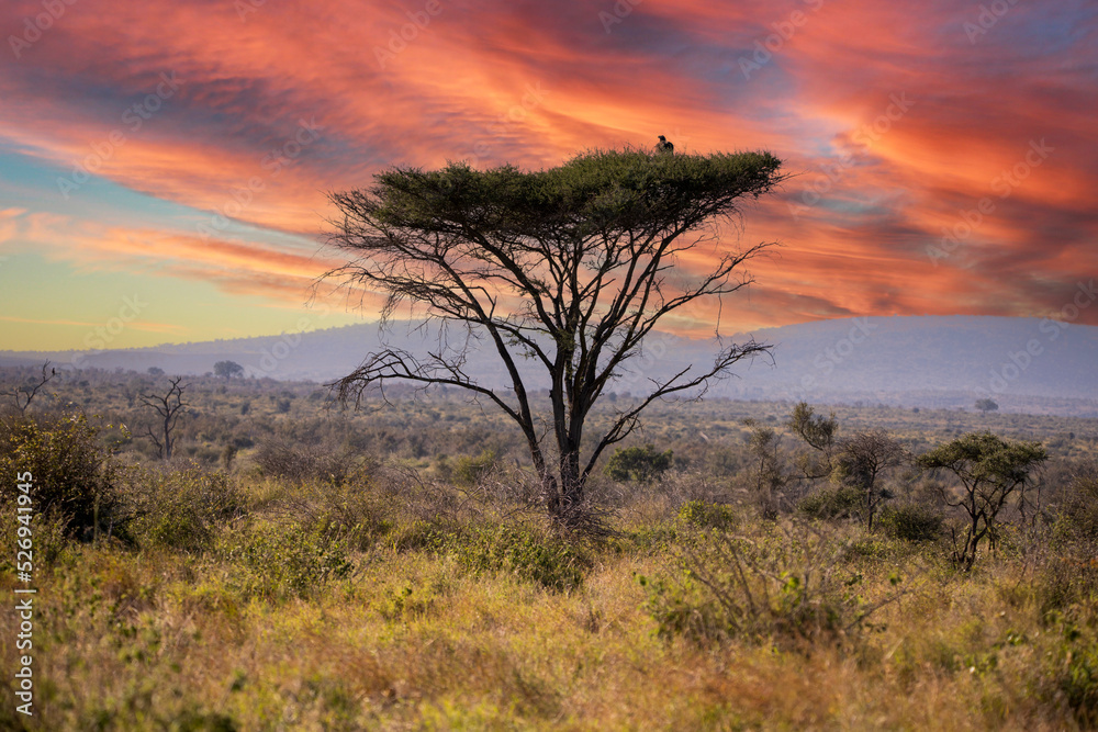 Landscape of an orange sunset with an African acacia in the background in the African savannah in austral winter, with a bird resting on the acacia and a beautiful orange sky.