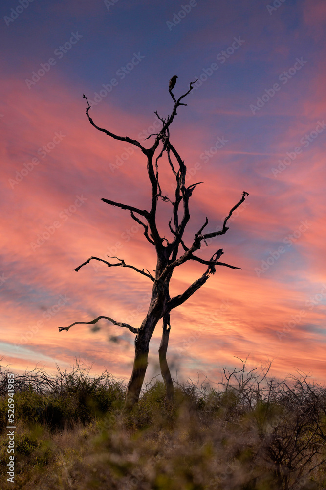 Orange sunset landscape in the African savannah in austral winter, with a bird resting in the tree and a beautiful orange sky.