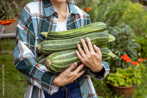 harvest of zucchini in the hands of a farmer. Agriculture