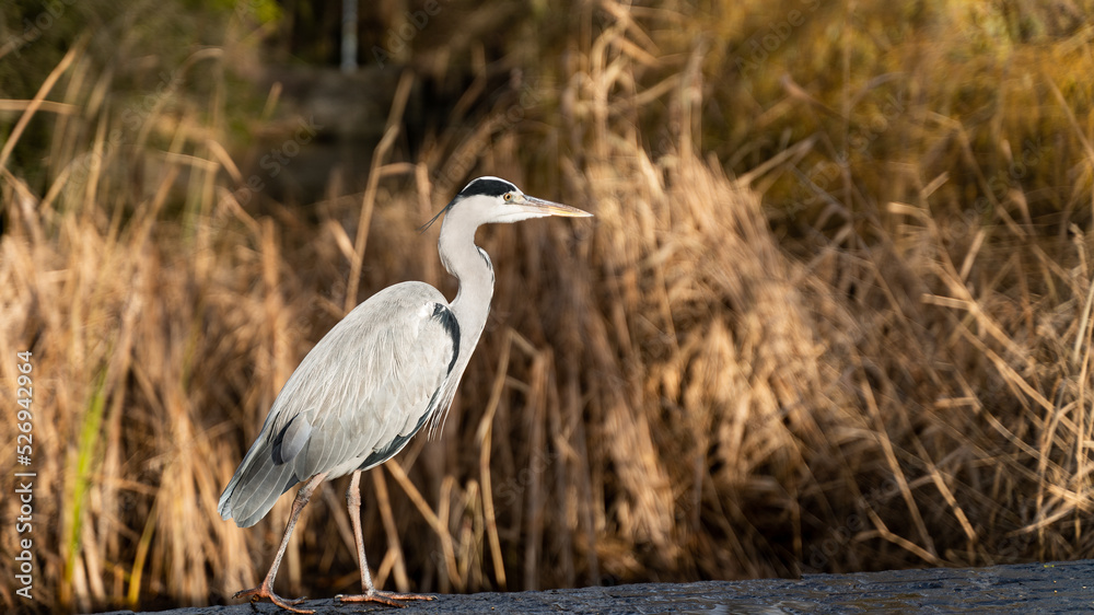 great blue heron ardea alba with grass in background great blue heron ardea alba with grass in background