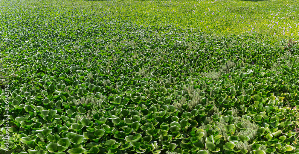 Huge panoramic view of a hyacinth field, Wild-type Hyacinthus orientalis, an aquatic plant recognized as a river pest Huge panoramic view of a hyacinth field, Wild-type Hyacinthus orientalis, an aquatic plant recognized as a river pest
