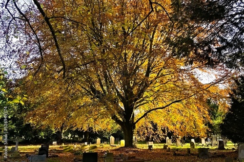 light through autumn tree in the park