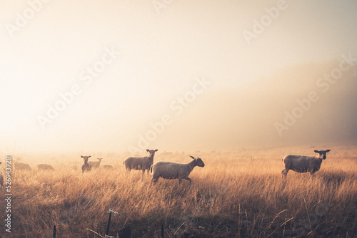 troupeau de mouton dans une brume matinale
